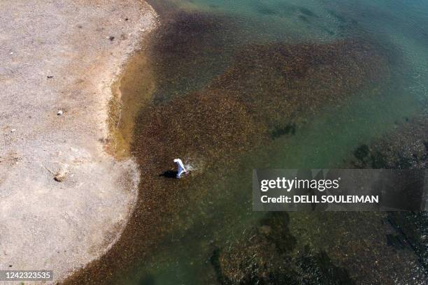 An aerial picture taken by drone shows a man walking on the banks of the Euphrates river in low water levels in the western country side of Raqa on...