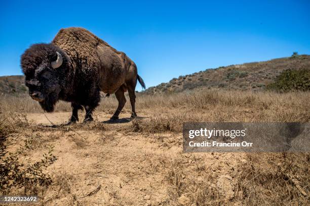 Bison stands on dry brush and dirt on Catalina Island on Wednesday, July 27 in Avalon, CA. Catalina Island is currently experiencing a drought. The...