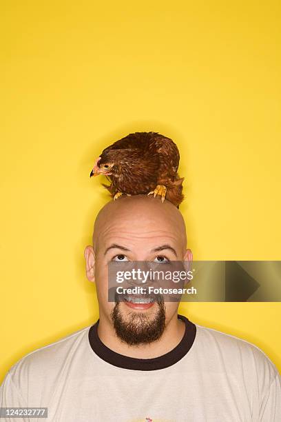 bald caucasian mid-adult man looking at golden laced wyandotte chicken on his head. - golden wyandottes stock pictures, royalty-free photos & images