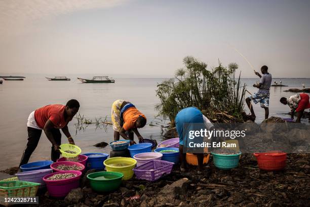Fish are prepared for eating on the edge of Lake Victoria at dawn as people gather to buy the night's catch from fishermen, on August 5, 2022 in...