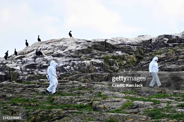 National Trust rangers wear protective suits and masks on Inner Farne Island, a National Trust seabird sanctuary, on August 5 in Seahouses, England....