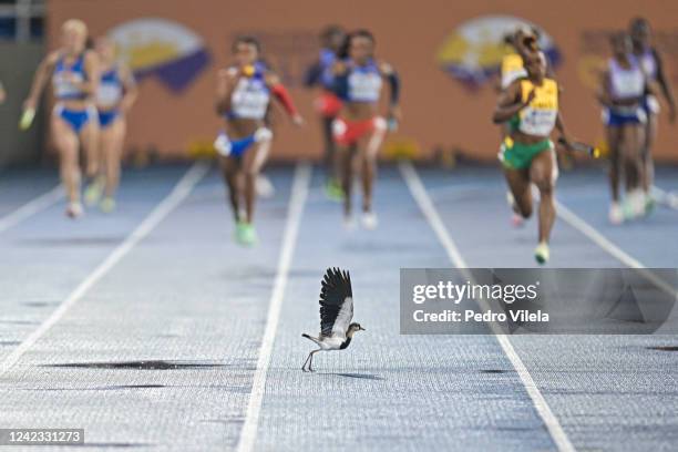 Bird is seen on the track during the 4x100m women's final on the fifth day of the 2022 Cali World Under-20 Athletics Championships at the Pascual...