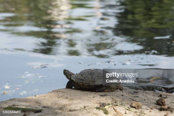 Assam Roofed Turtle bask in the sun at Jurpukhuri pond on on August 2, 2022 in Guwahati, India. Assam Roofed Turtle is a species of freshwater...