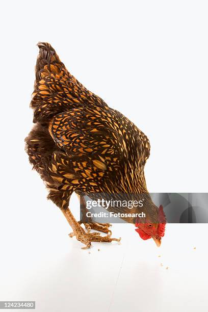 golden laced wyandotte chicken pecking at feed. - golden wyandottes stock pictures, royalty-free photos & images