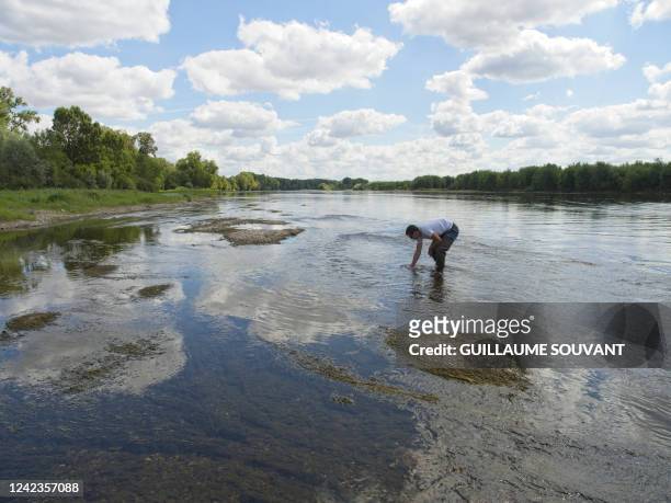 This photograph taken on July 27 shows a herbarium of buttercups in the Loire river in Vouvray, central France. The proliferation of buttercups could...