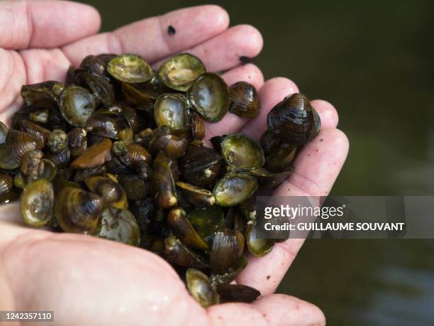 In this photograph taken on July 27 Damien Buzance, a Fishing Federation 37 employee, holds shells of corbicula from the Loire river in Vouvray,...
