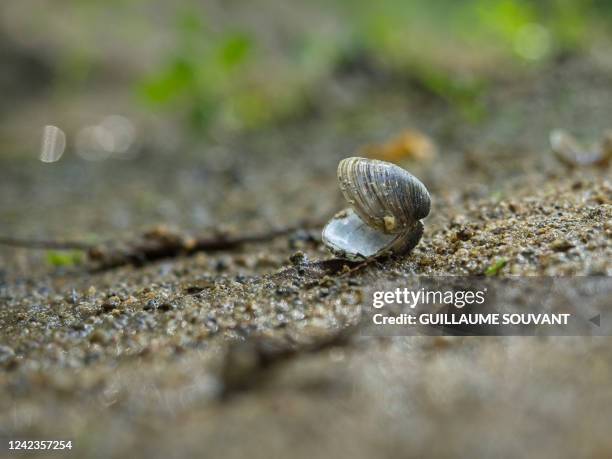 This photograph taken on July 27 shows a shell of corbicula on the bank of the Loire river in Vouvray, central France. The proliferation of...