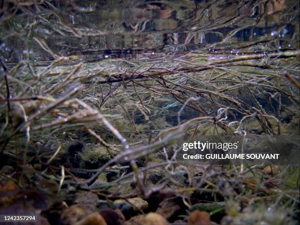 This photograph taken under the water on July 27 shows a herbarium of buttercups in the Loire river in Vouvray, central France. The proliferation of...