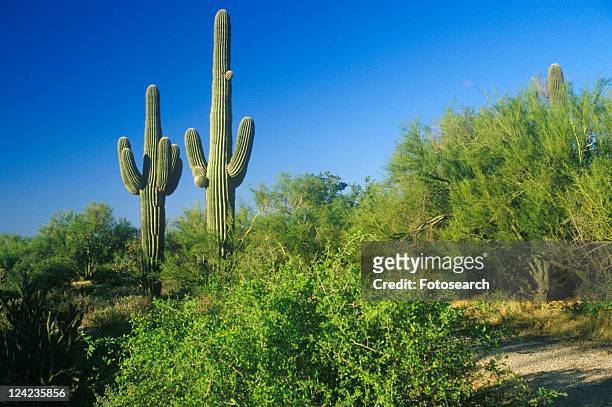 saguaro cactus in sonoma desert - sonoma desert stock-fotos und bilder