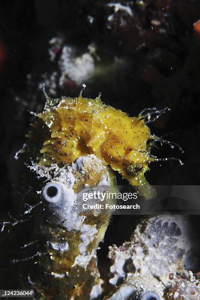longsnout seahorse (hippocampus ramulosus), yellow colour with fronds on head, malta, maltese islands, mediterranean - hippocampus ramulosus stock pictures, royalty-free photos & images