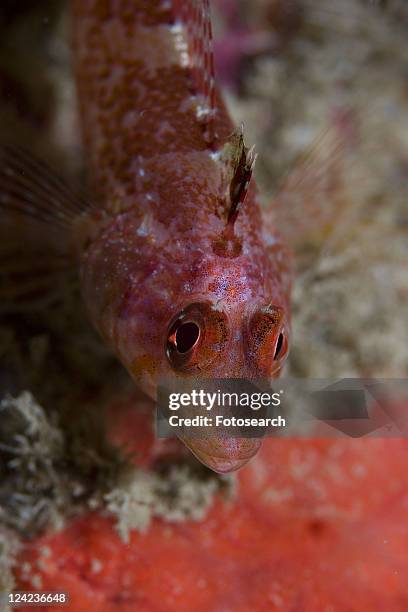 black-face blenny (triperygion delaisi) (atlanticus), sark, channel islands, uk - black blenny stock pictures, royalty-free photos & images