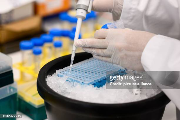 July 2022, Berlin: Molecular biologist Emanuel Wyler examines wastewater samples for pathogens in the safety laboratory at the Max Delbrück Center...