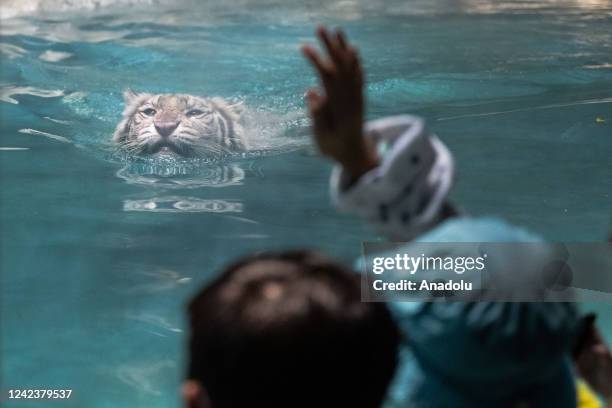 White Tiger Habitat Map