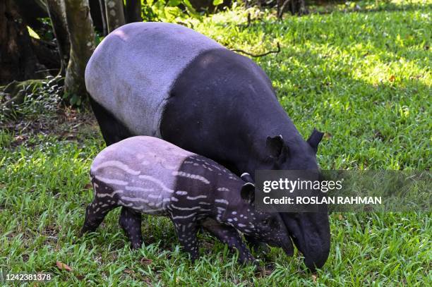 Two months old Malayan tapir female calf named Bayu stays close to its mother, Bumi, at the Night Safari Park in Singapore on August 8 after the calf...