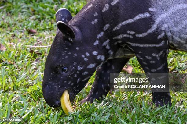 Two months old Malayan tapir female calf named Bayu chews a banana at the Night Safari Park in Singapore on August 8 after the calf was moved to its...