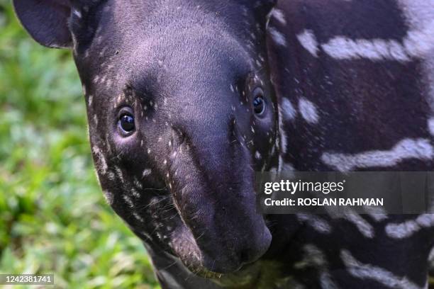 Two months old Malayan tapir female calf named Bayu looks on at the Night Safari Park in Singapore on August 8 after the calf was moved to its new...