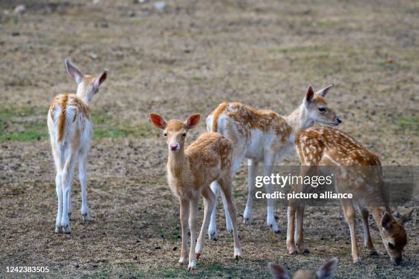 August 2022, Saxony-Anhalt, Weißewarte: Fallow deer fawns stand in their outdoor enclosure at the Weißewarte Game Park. Photo: Klaus-Dietmar...