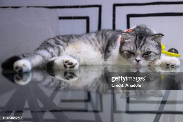 Cat is seen in a stray cat cafe on August 8, 2022 in Guangzhou, Guangdong Province of China.This is a coffee shop specially for adopting stray cats....