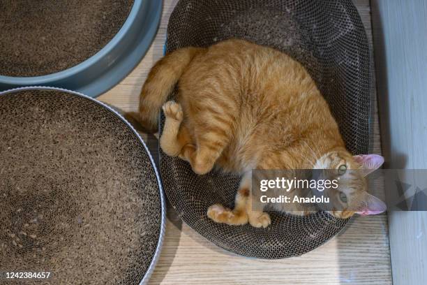 Cat is seen in a stray cat cafe on August 8, 2022 in Guangzhou, Guangdong Province of China.This is a coffee shop specially for adopting stray cats....