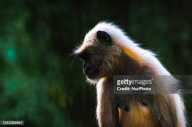 Wild male Gray langur or Hanuman monkey's jaw is injured and broken due to a territorial fight at Tehatta, West Bengal, India on .