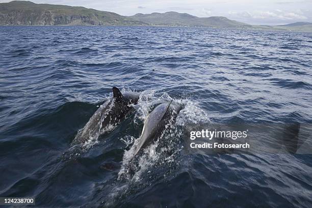 common dolphin (delphinus delphis). hebrides, scotland - scottish coastline stock pictures, royalty-free photos & images