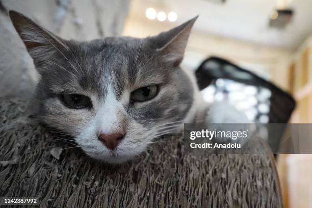 Cat is seen in a cat cafe during International Cat Day in Moscow, Russia on August 08, 2022.