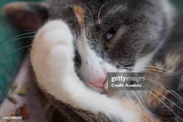 Cat is seen in a cat cafe during International Cat Day in Moscow, Russia on August 08, 2022.