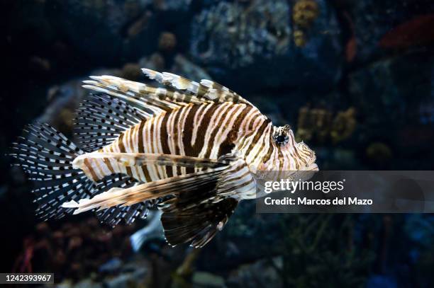 Venomous coral reef fish Red lionfish swimming underwater in its enclosure at Atlantis Aquarium.