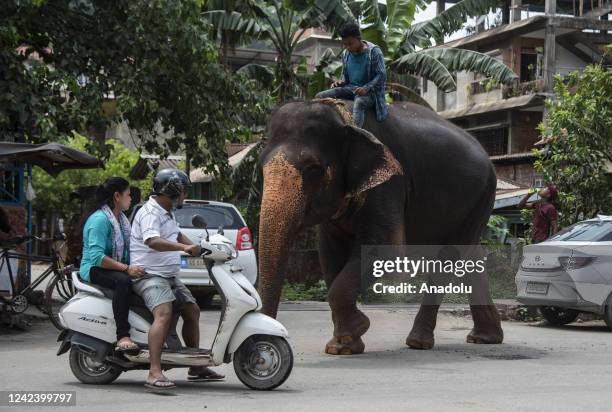 Captive elephants with mahout walking on a street on August 3, 2022 in Guwahati, India. There are 27,000 more wild elephants in India and about 2500...