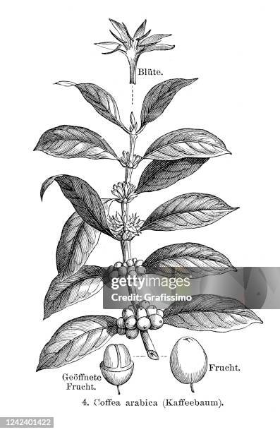 Arabian Coffee Plant With Beans And Blossom 1897 High-Res Vector
