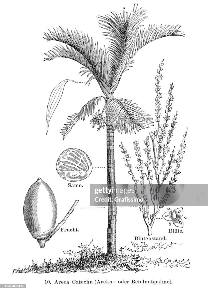Areca palm with betel nut 1897