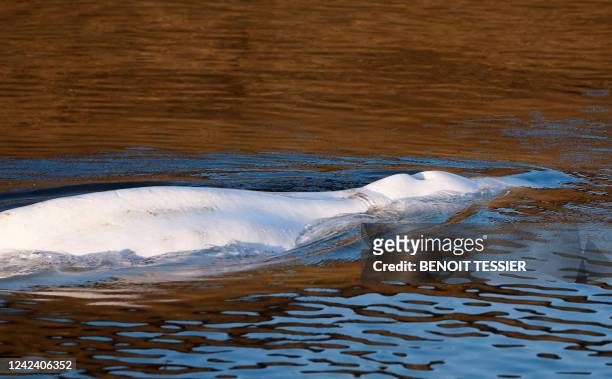 This photograph taken on August 9 shows the beluga whale that swam up the River Seine before its rescue operation at Notre-Dame-de-la-Garenne,...