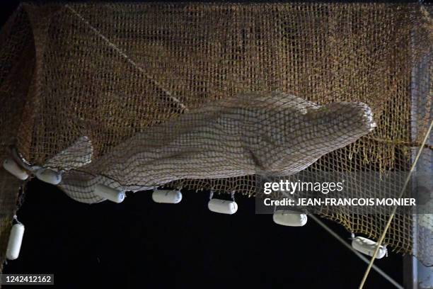 Rescuers pull up a net as they rescue a beluga whale stranded in the River Seine at Notre Dame de la-Garenne, northern France, on August 9, 2022....