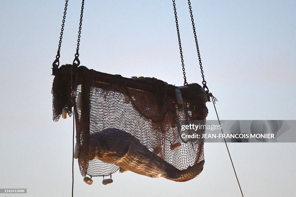 TOPSHOT-FRANCE-ANIMAL-ENVIRONMENT-BELUGA