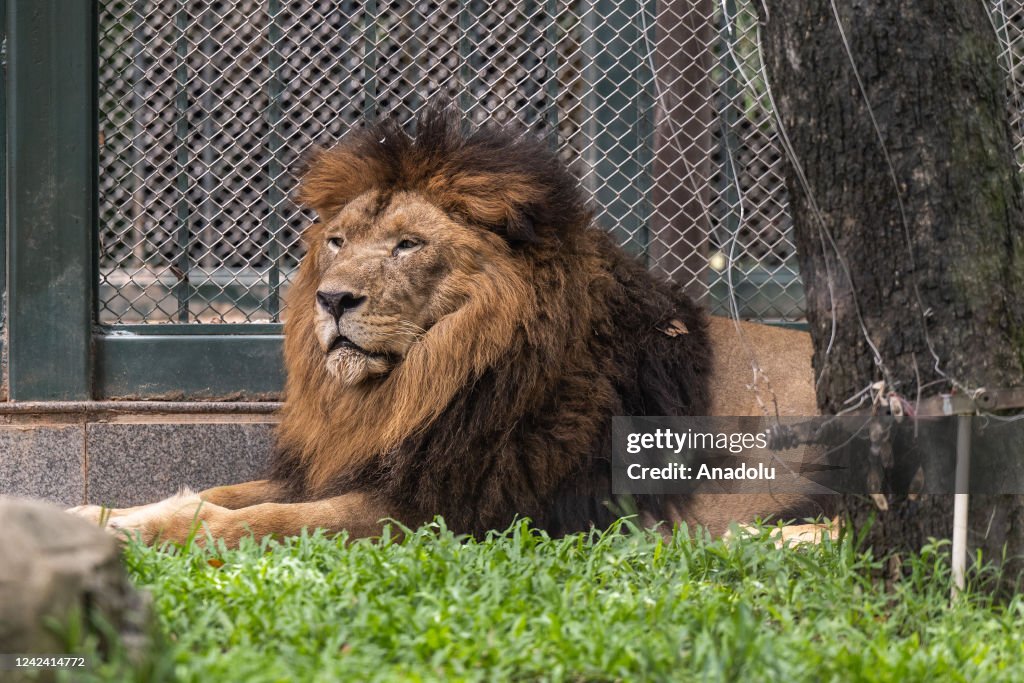 World Lion Day in Chinaâs Guangzhou