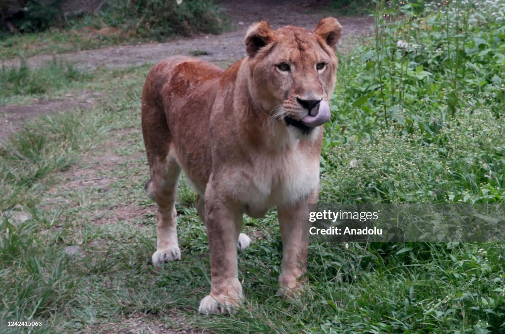 Lions of Indonesian Safari Park in Bogor