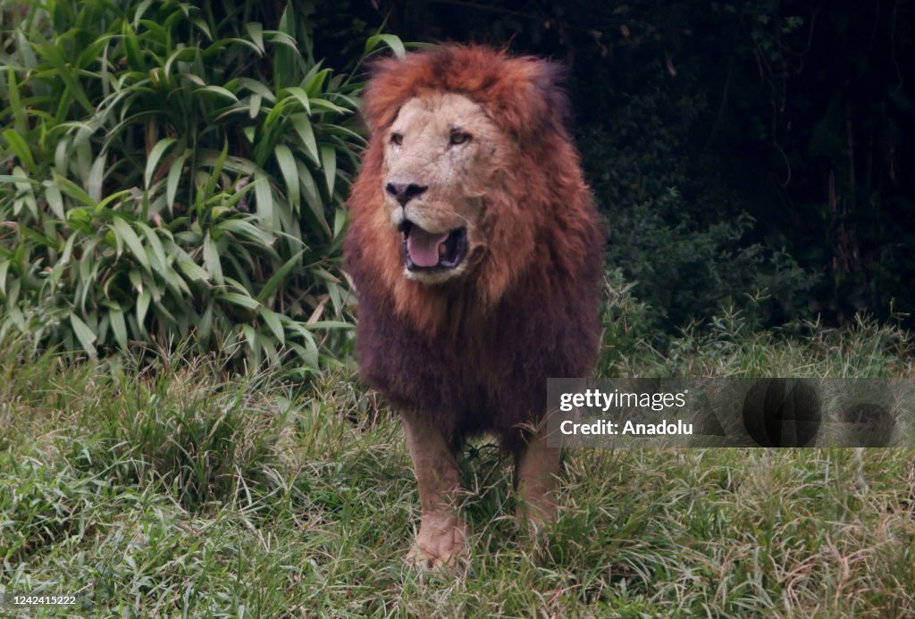 Lions of Indonesian Safari Park in Bogor