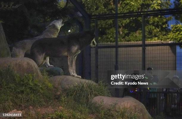 Timber wolves are pictured after sunset at Asahiyama Zoo in Asahikawa in Hokkaido, northern Japan, on Aug. 10, 2022. The zoo's weeklong nighttime...