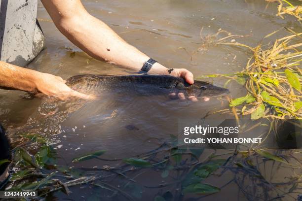 Man grabs a fish during a rescue operation aimed at saving fishes, mainly pikes, from the low quality water of some portions of the Siarne river...