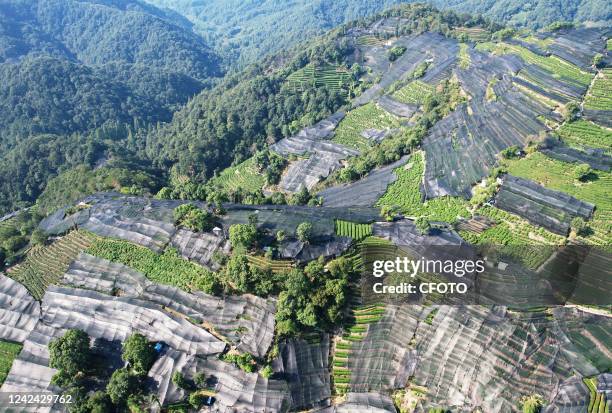 Large area of sun protection net covers the tea hill of Hangzhou West Lake Longjing Level 1 Protected area in Hangzhou, Zhejiang province, China, on...