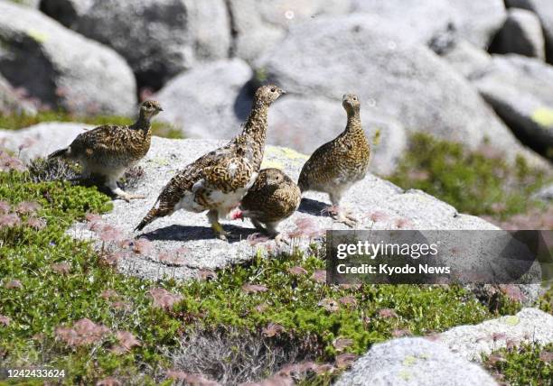 Japanese rock ptarmigans are pictured at Mt. Komagatake in Nagano Prefecture, central Japan, on Aug. 11 a day after they were brought from a zoo in...