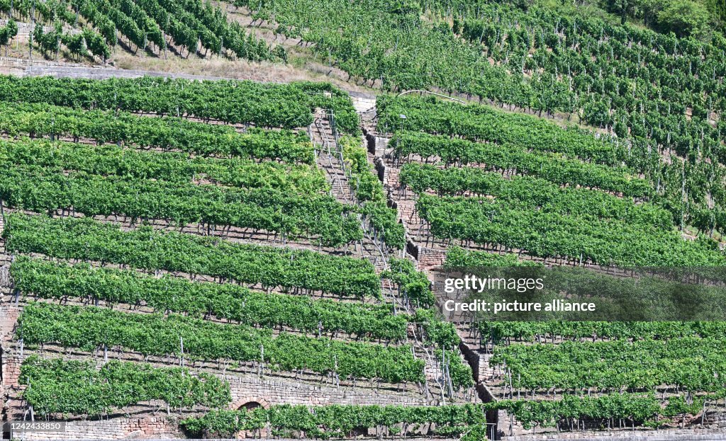 Vineyard steep slope
