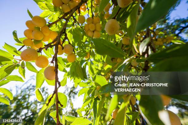 Mirabelle plums of Lorraine hang on a tree in a field during harvest in Vigneulles-les-Hattonchatel, eastern France on August 11, 2022.