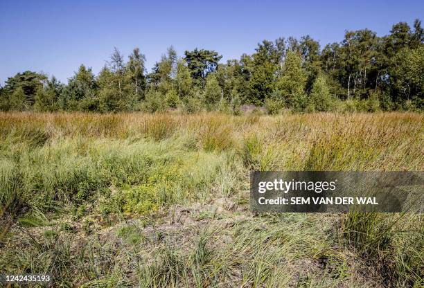 Picture taken on August 11, 2022 shows dry fen in the Schuitwater nature reserve in Broekhuizenn in North Limburg. - - Netherlands OUT / Netherlands...