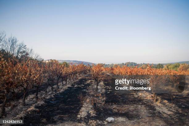 Fire-damaged Grenache grape vines on scorched earth at an Ad Vinum vineyard, burned during the wildfires in July, near Vallabrix, France, on...