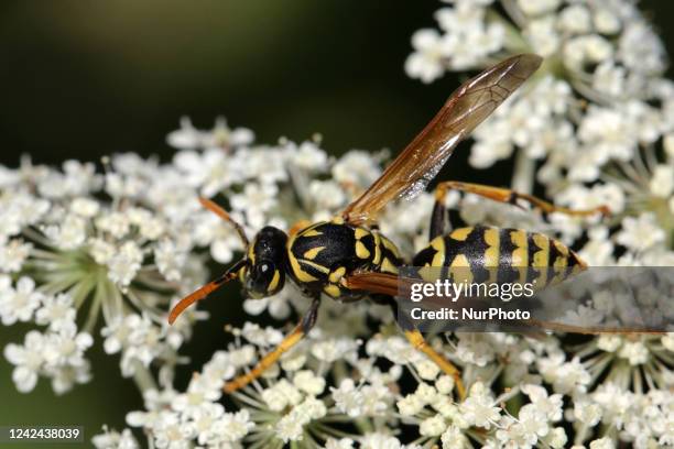 European paper wasp on a Queen Anne's Lace flower in Markham, Ontario, Canada, on August 10, 2022.