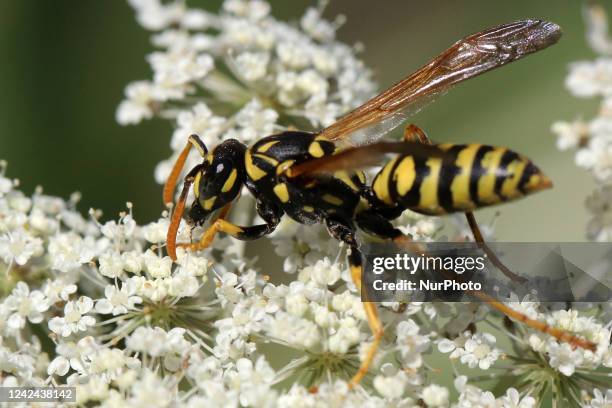 European paper wasp on a Queen Anne's Lace flower in Markham, Ontario, Canada, on August 10, 2022.