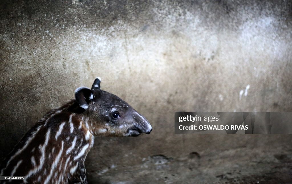 NICARAGUA-ZOO-TAPIR