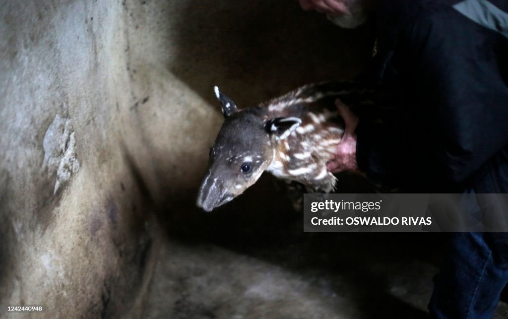 NICARAGUA-ZOO-TAPIR