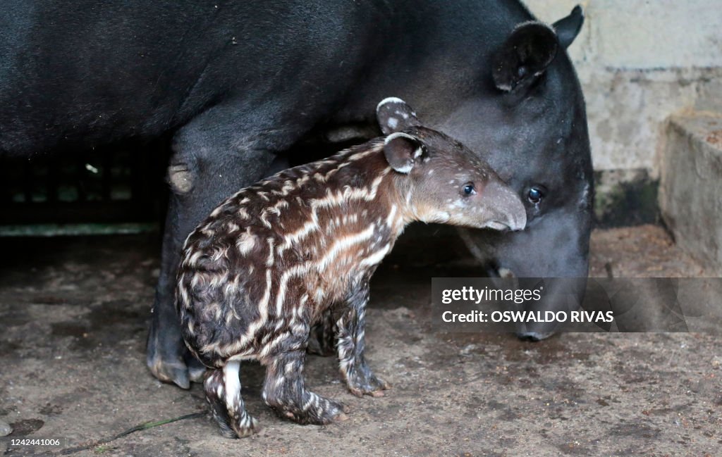 NICARAGUA-ZOO-TAPIR